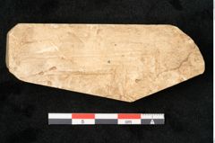 Foto (Detailansicht) von Plantae indet.  (NHMW-GEO-2024-0188-11635)